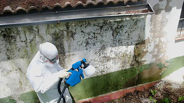 Mold Removal service in Haskell